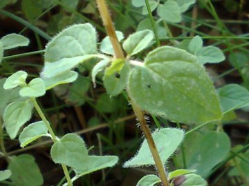 Una seconda Lamiacea - Origanum sp.
